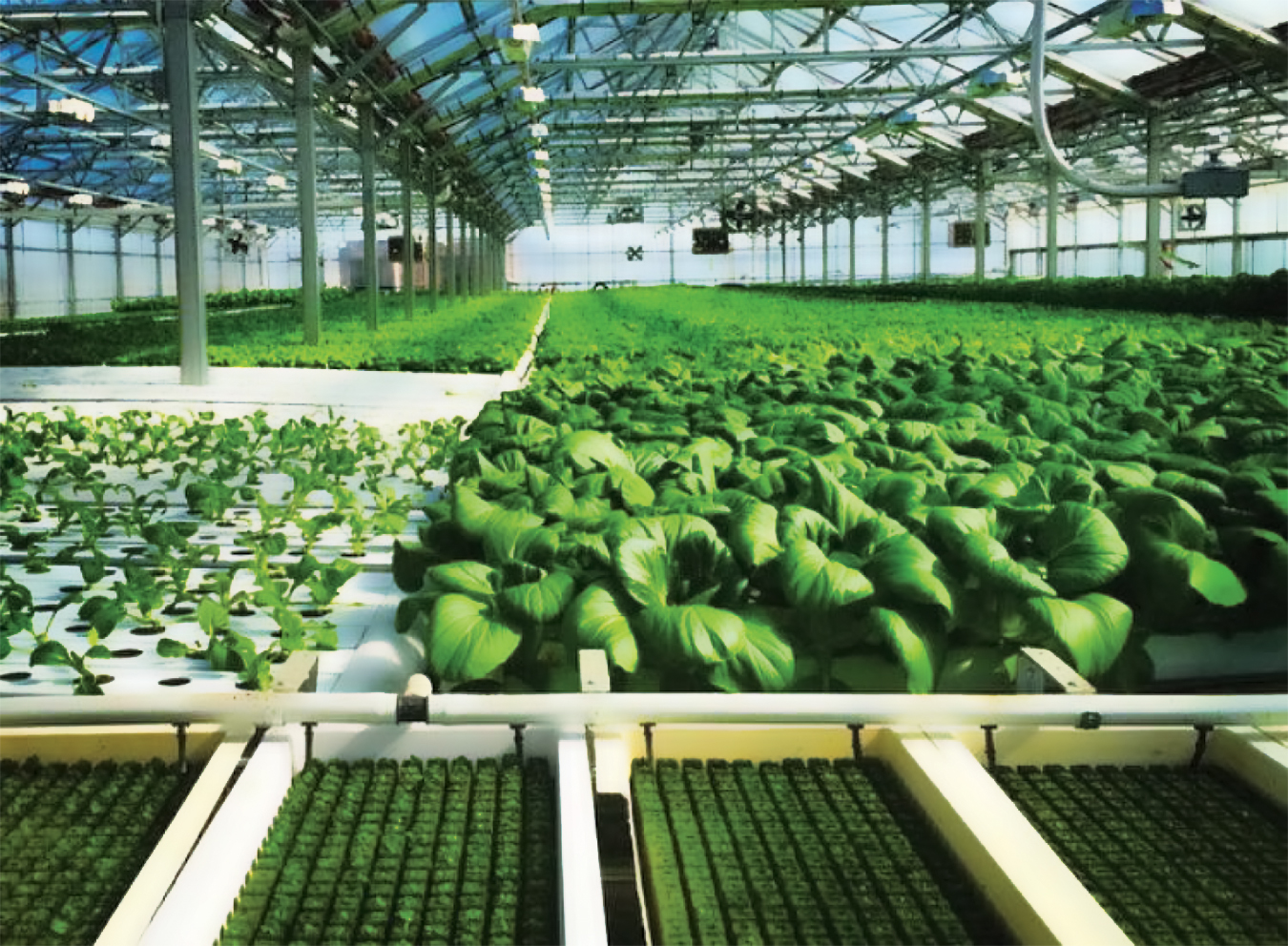 glass hydroponic greenhouse