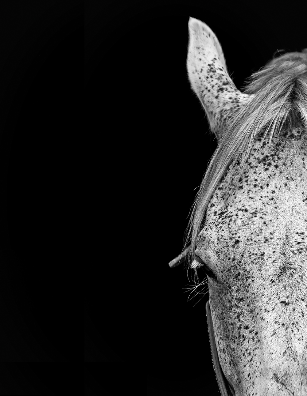 Doug Burlock takes equestrian photography to the next level