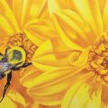 Yellow Dahlia & The Bumber, 24x30, Acrylic on Canvas