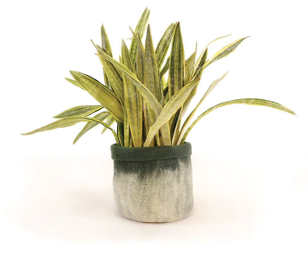 Snake plant & felted pot