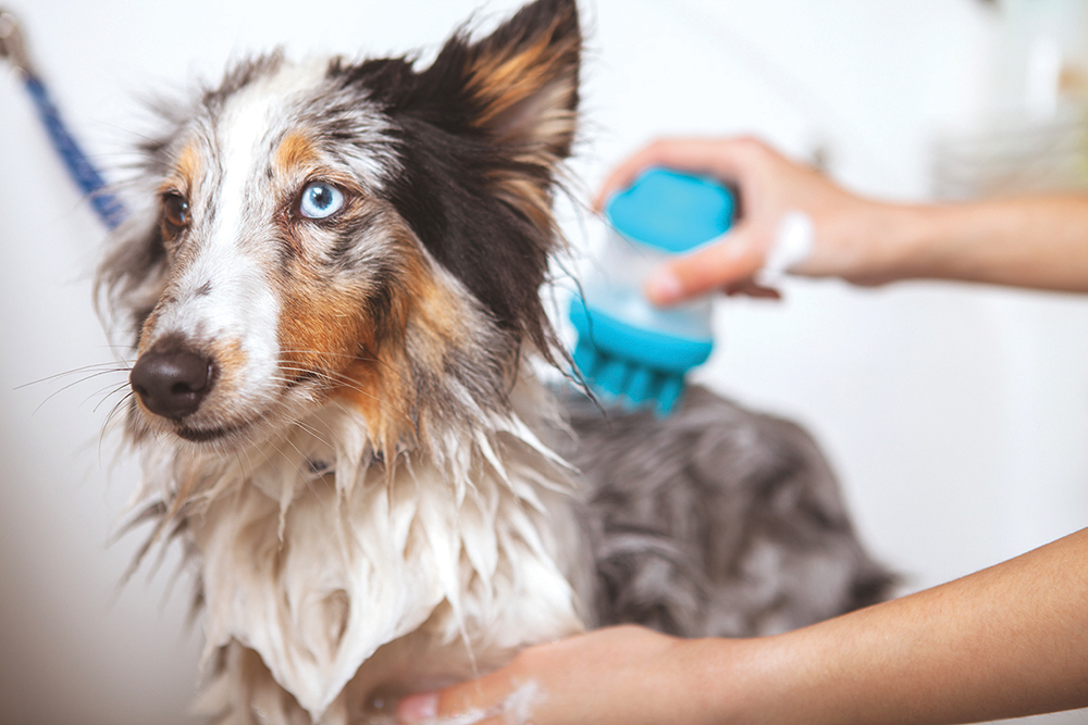 how do you train a dog to smell