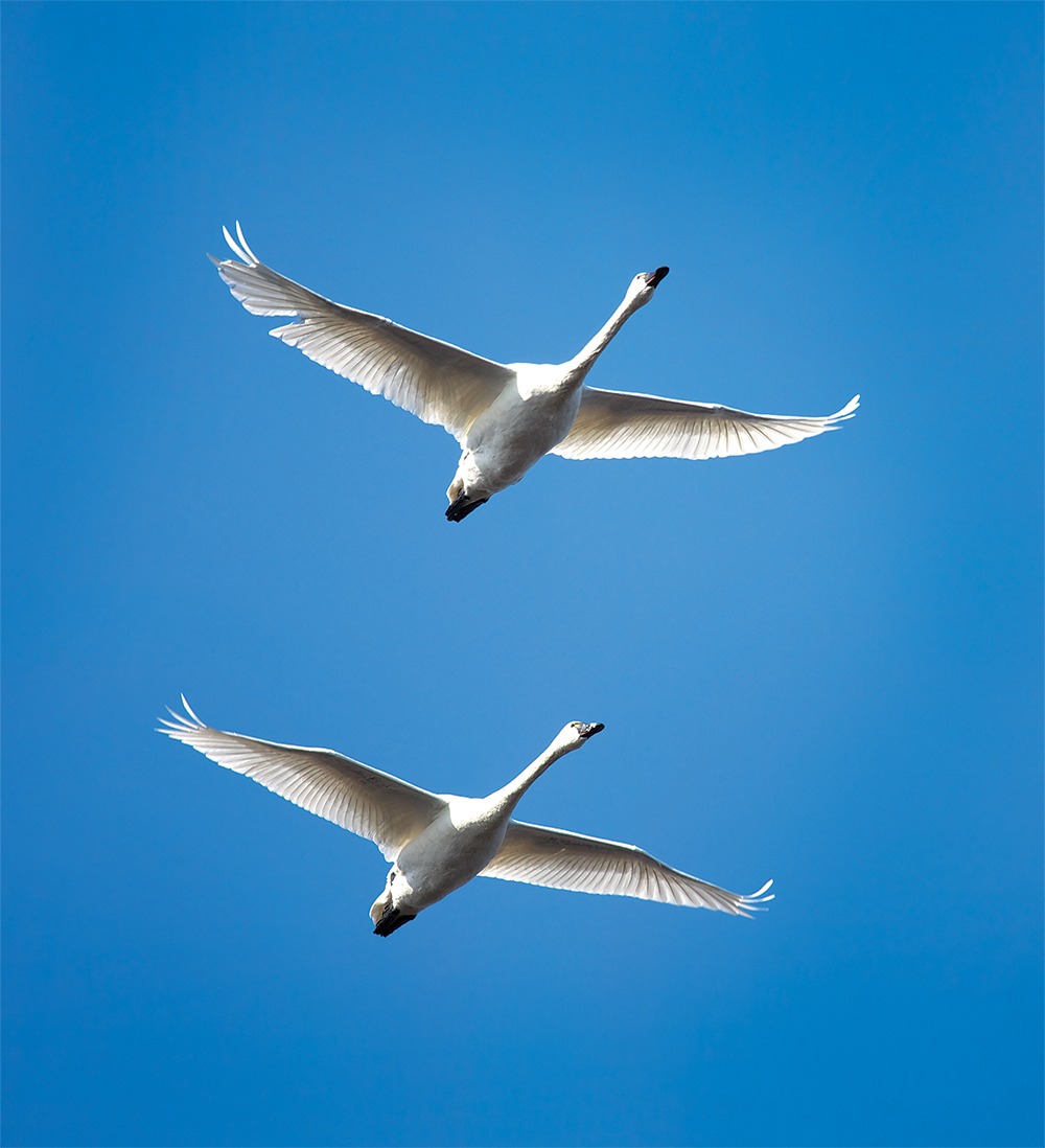 Tundra Swans