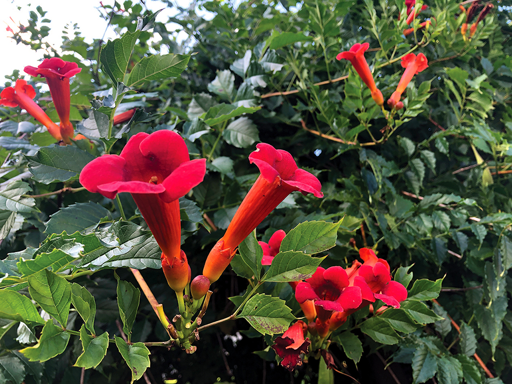 Trumpet vines are well-known to outgrow their chosen location due to their extreme vigour!