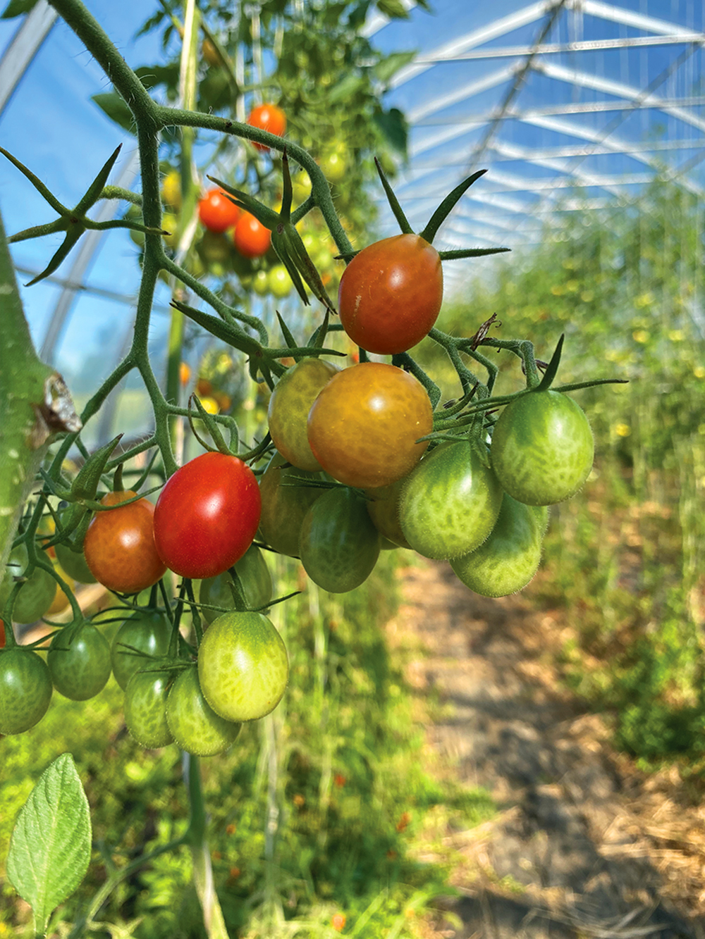 Greenhouses have the potential to turn your growing season into a year-round affair.