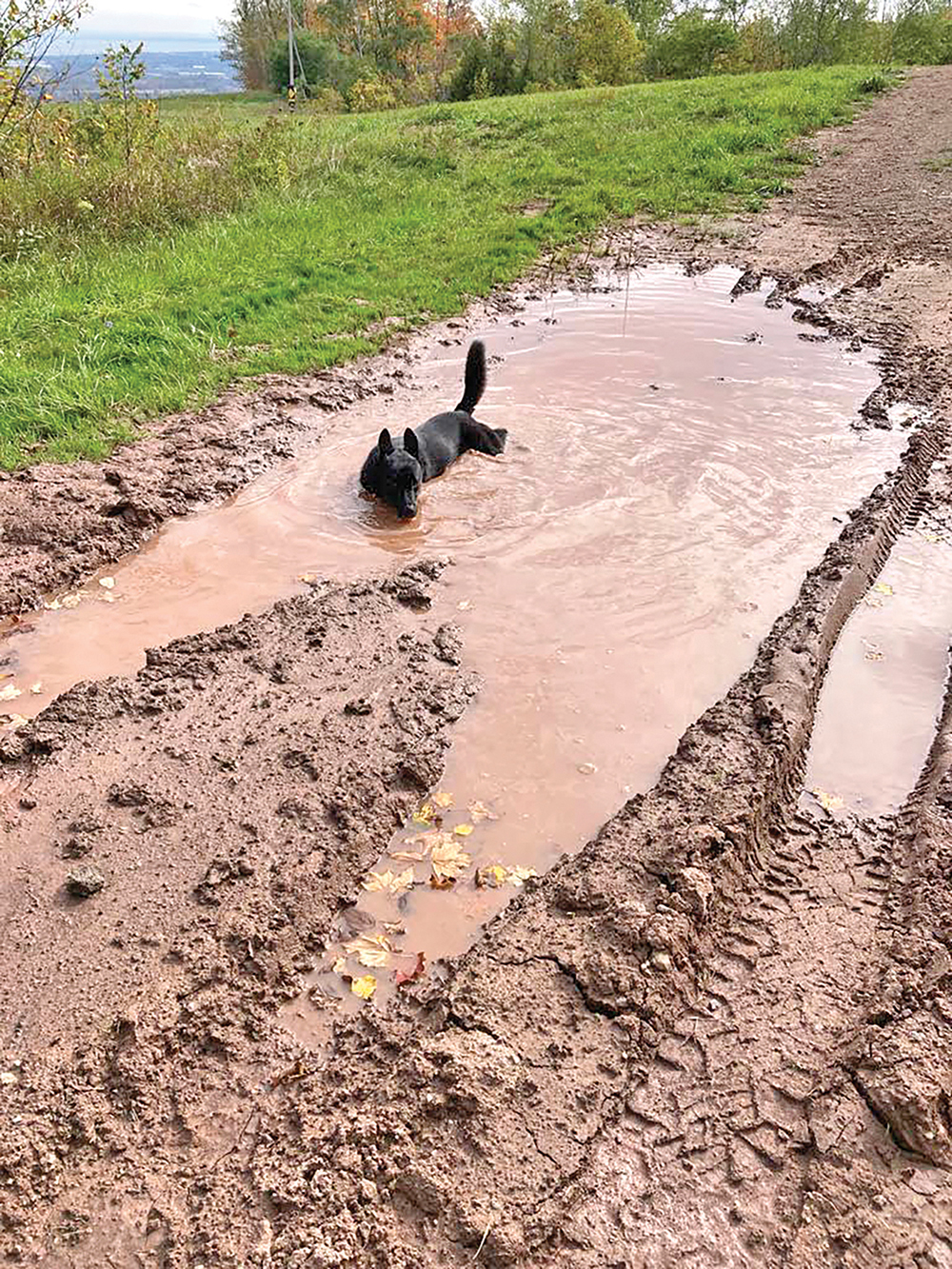 The old-fashioned kind of doggy mud bath.