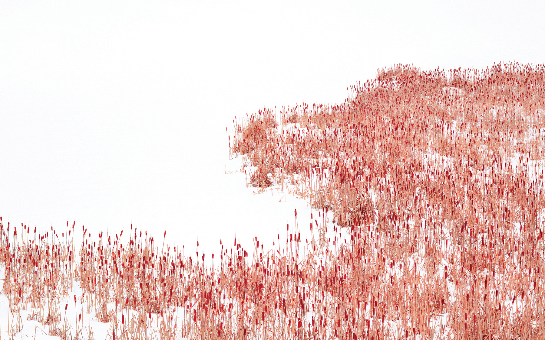 Dušek scours the Ontario countryside for subject matter. Below is his photograph, Cattails in Red.