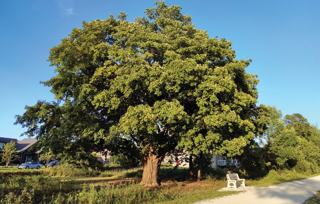 Saving Big Old Trees