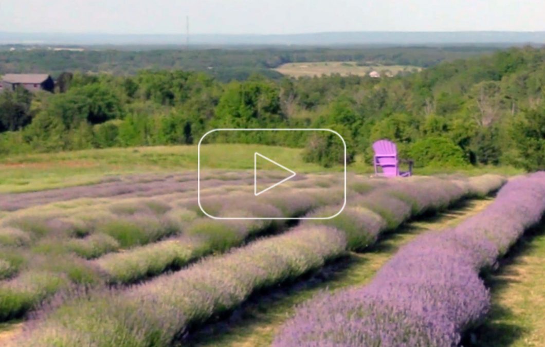 Purple Hill Lavender Farm