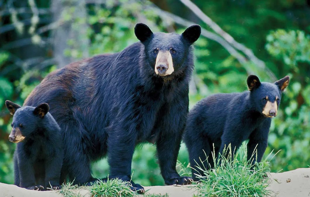 Black Bears of the Bruce