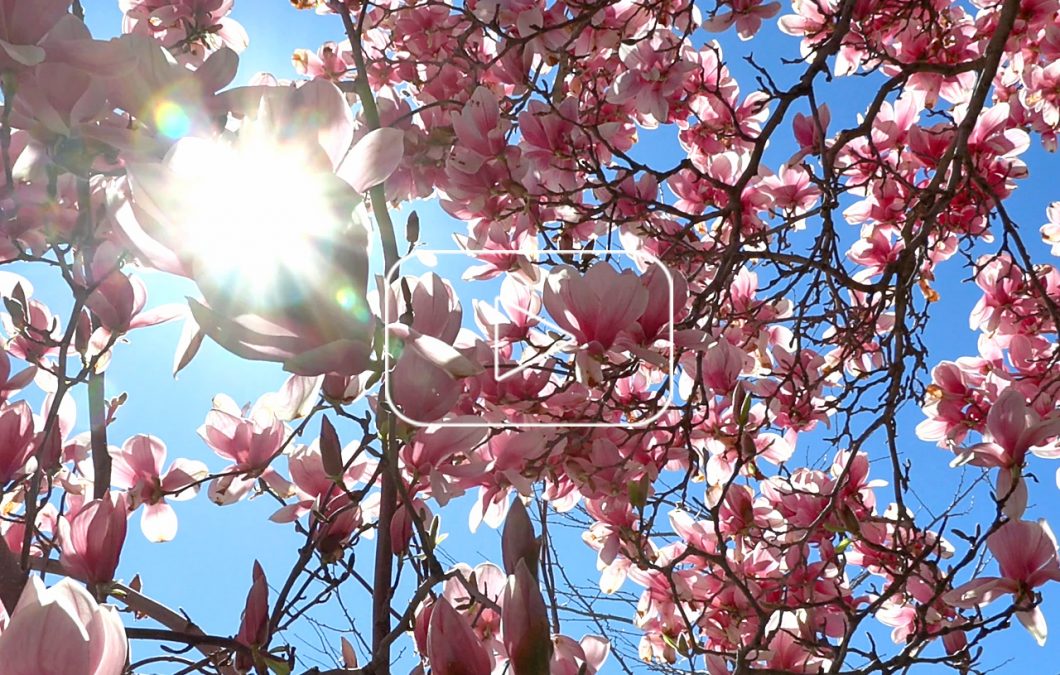 Magnificent Magnolias