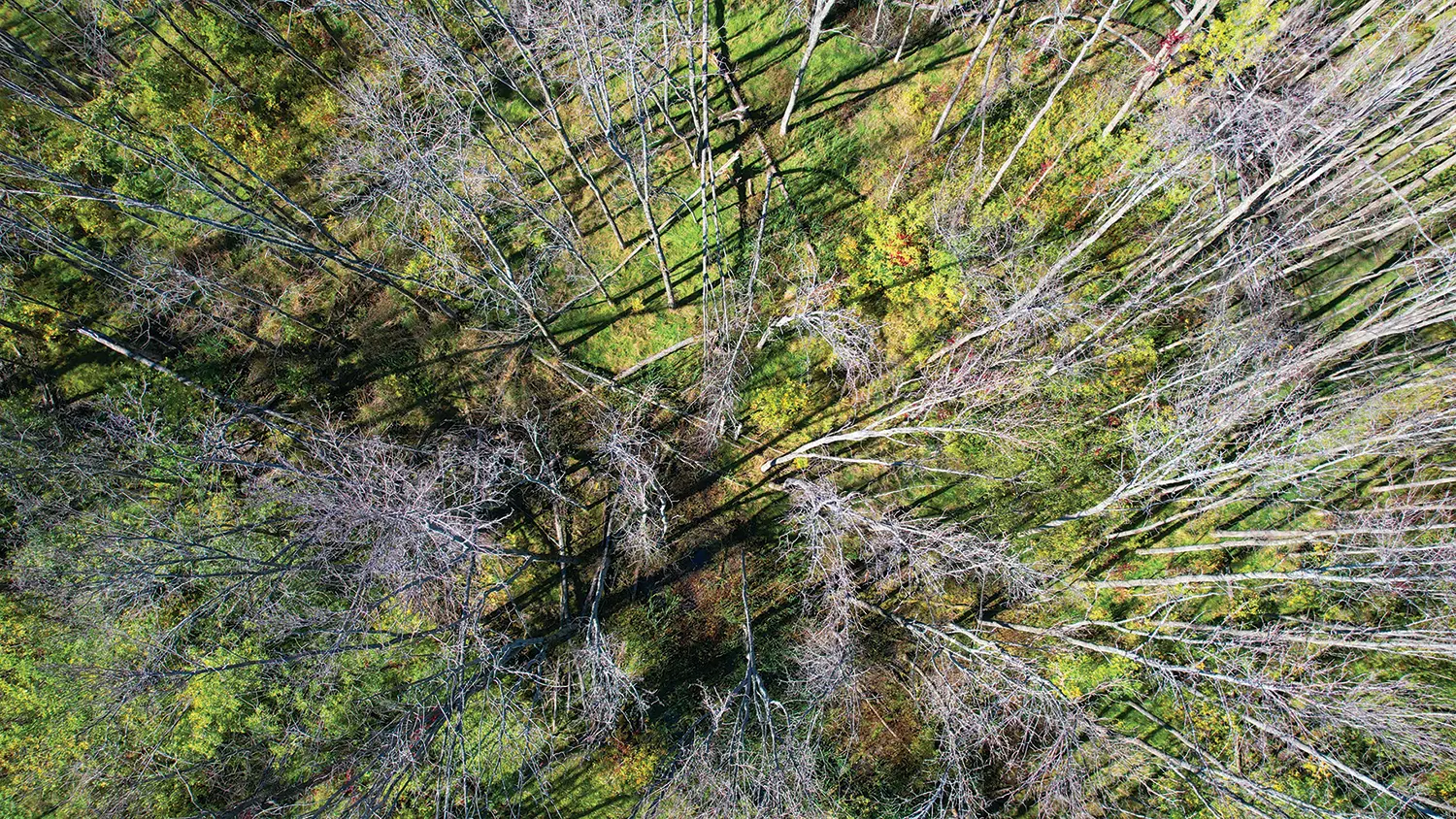 Wood, green and light echo elements of nature.