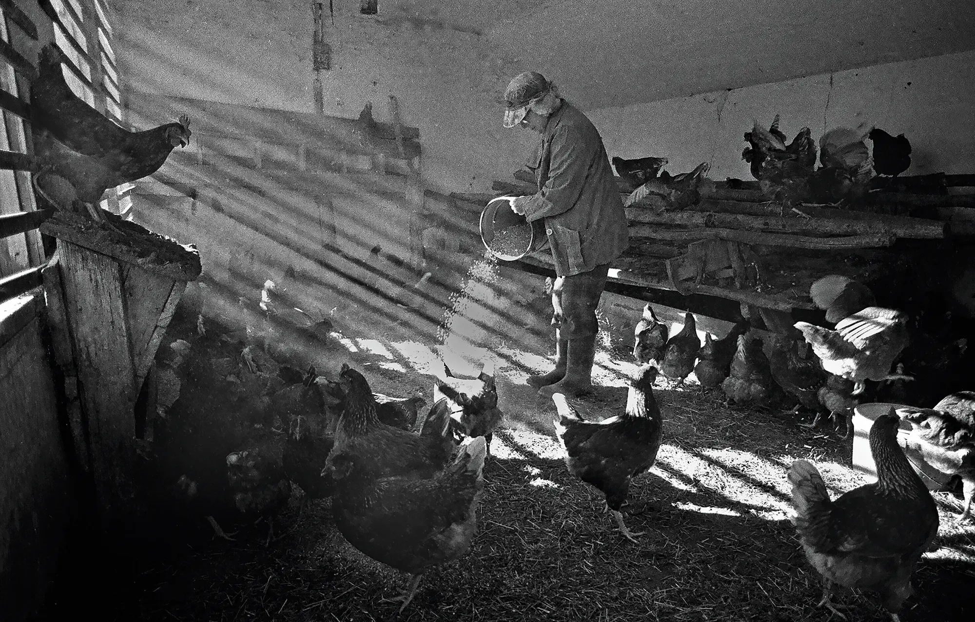 Wilma feeding chickens in the hen house. Photos taken in 1986 with Nikon FM 20-mm and 50-mm lenses on Kodak Tri-X film.