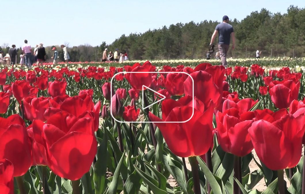 Sandhill Creek Tulip Fest